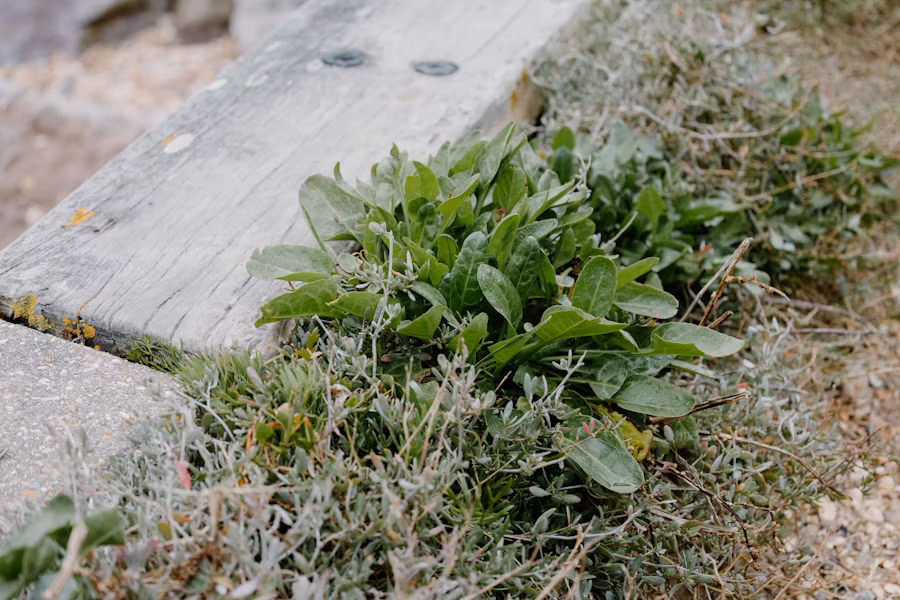Weed control Austin TX